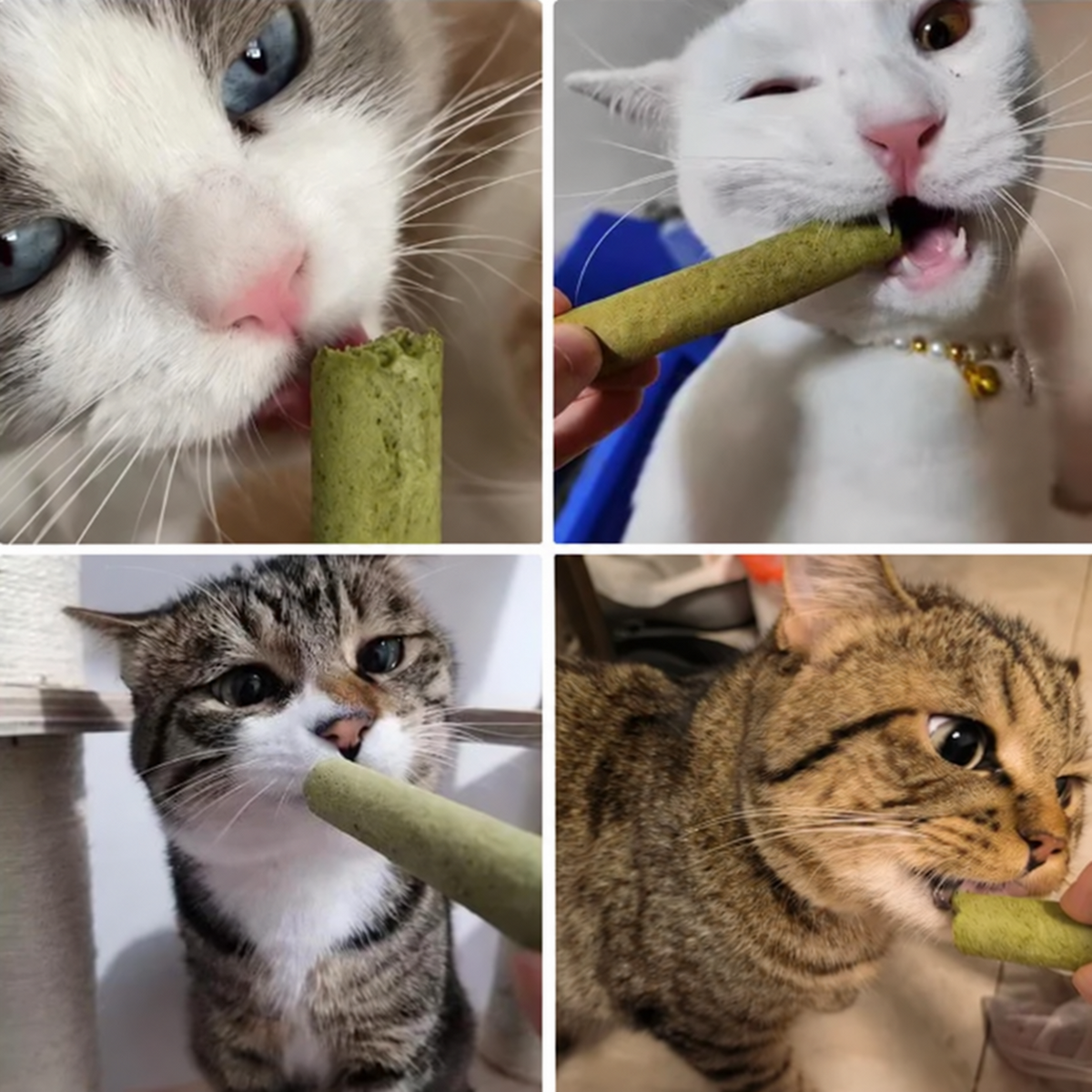 Gato con un palito de pasto.